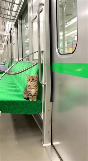 電車で出会った猫の可愛い瞬間