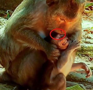 10K views · 492 reactions | GREAT BITE !! Mom Baby Monkey bite tear face Baby monkey till RED deep hurt cry loudly | Monkey Daily TV | Facebook