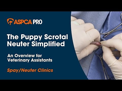 Spay/Neuter Surgery: The Puppy Scrotal Neuter Simplified - An Overview for Veterinary Assistants