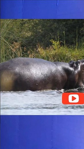 Mother Hippo Fights to Protect Her Calf | Eight Unmissable Hippo Moments |