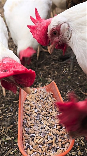The scratch scoop brings everyone running. Do your chickens do this too?