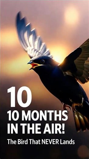 Half Its Brain Sleeps While This Bird Flies #Wildlife #Incredible