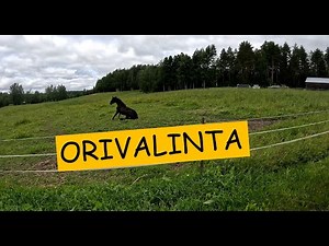 Paljastus: Orivalinta Paukulle