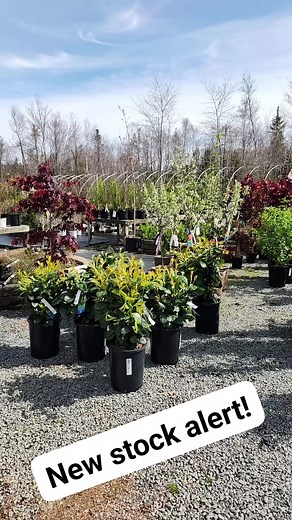 Atlantic Gardens on Reels