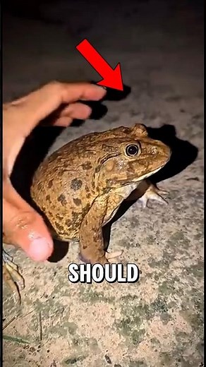 The Frog Everyone Gets Wrong (It's Way More Dangerous) #animalfacts #wildlife