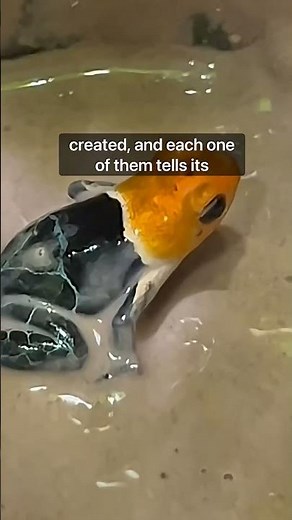 My Indoor Ecosystems!!! #fyp #youtubeshorts #indoorecosystem