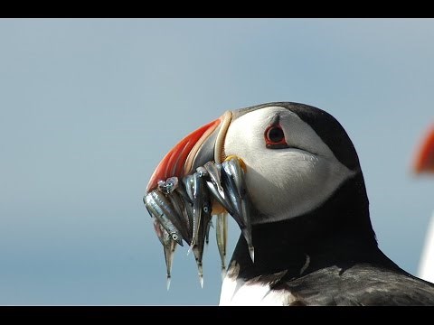 Puffins & Seabirds Of The Beautiful Farne Islands UK