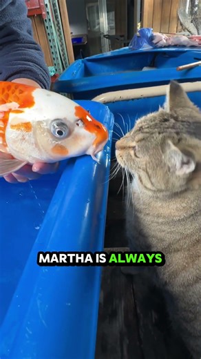 Meet Martha, our koi farm cat! #shorts