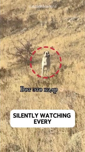 Wolf vs Kangal — The Moment the Hunter Backed Down! 🐺⚡🐕