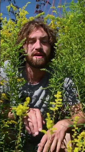 Twelve Species of Goldenrod!? - Bountiful Gardens Brings the Variety!