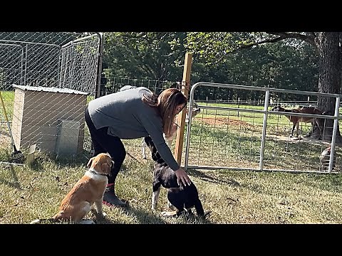 Training The Livestock Guardian Dogs... Anatolian Shepherds And FreeBird!