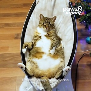 29K views · 249 reactions | Let go of stress, worries, and distractions as you enter a state of mindfulness, embracing the present moment with your pet by your side.律‍了 | The Pet Collective | Facebook