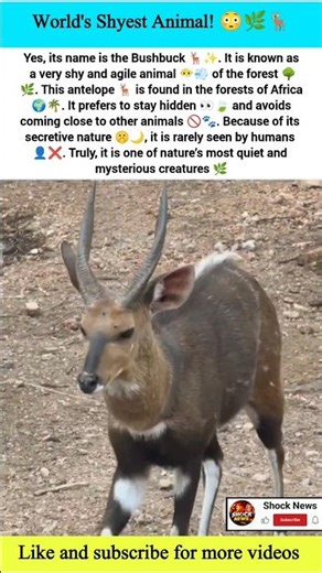 World’s Shyest Animal Ever 😳🦌 #bushbuck #educational #entertainment #viral #shorts
