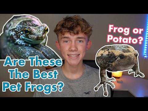 What is the Best Pet Frog for You? 🐸 | Top 5 Pet Frog Species