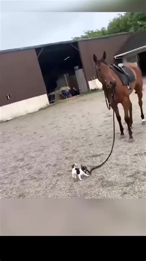 Hilarious Dog and Cat Conversations from TikTok