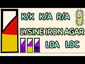 Lysine Iron Agar (LIA) Test Simplified | for MedTech Students
