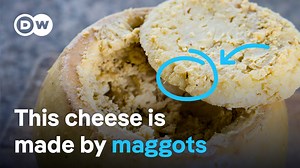 36K views · 555 reactions | For this cheese you need milk, a cheese maker and: Maggots!  Casu Marzu not only has a particularly strong taste, but can also be harmful to your health. Here's why and how and where it is made. | DW Travel | Facebook