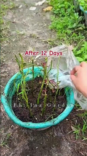 Cara Menanam Bunga Mawar dari Batangnya 🌹 | Mudah untuk Pemula! #rose #youtubeshorts