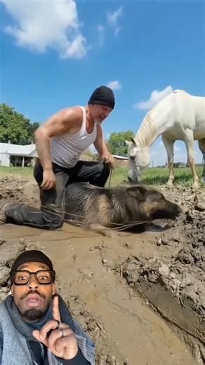 Le cheval c’est génial 🎠#pourtoi #animals #happy #shortvideo #shortsviral #shortvideo #fyp #viral