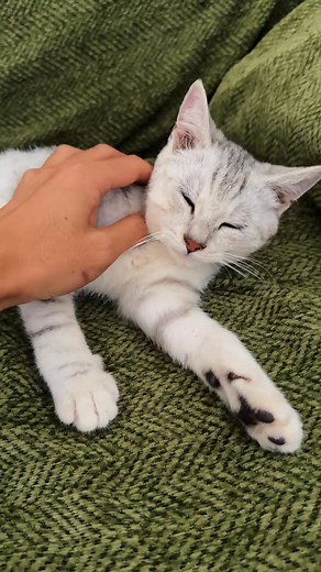 Get the perfect present this Black Friday! 🎁 💕 Your kitty won’t even realize they’re “exercising.” 😂💪 🐾 Keeps Cats Active & Healthy 🐾 Automatic Smart Play 🐾 Safe & Durable Design 🐾 Designed for lazy, picky, chonky, curious cats 😼 Join over 100,000 happy customers today 😻 | Catpick