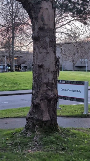 Bushy Tailed Squirrel Scampers Away #shorts