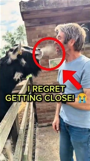 This Goat Just Owned a Human 😂 | Funny Goat Licking Fail! #funny #animals #shorts