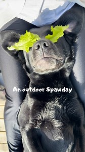 589K views · 12K reactions | SOUND ON  A Spawday with Spawday outside with birdsong in the air 凉☀️I really needed a moment for myself and mom today  And it feels so special getting to use my own products! Take a peek at them over at SpawdayAd for my own brand #dogs #spawday #labrador #spa #petcare | Elvisbatzthelab | Facebook