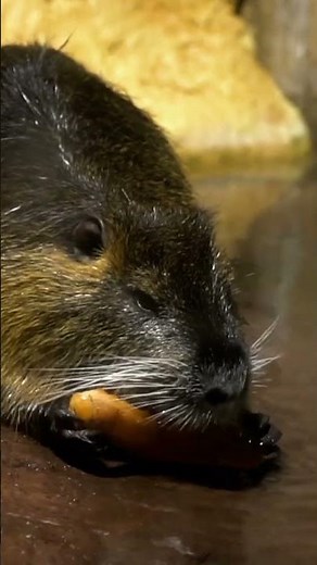 Beaver facts that will stun you. 🌲🏗️