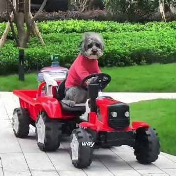 The dog trades kindness for all unfairness #pets #cute #funny #shorts