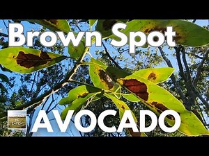 Brown Spots on AVOCADO Leaf: Easy Cure UNLOCKS Nutrients!