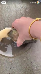 How clams move | Animals Videos