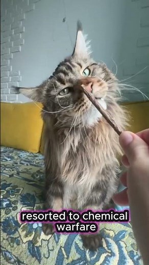 Dear diary Day 88 🐾 the internet witnessed my drooling