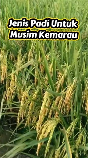 Recommended Rice Varieties for the Dry Season That Are Trending Right Now