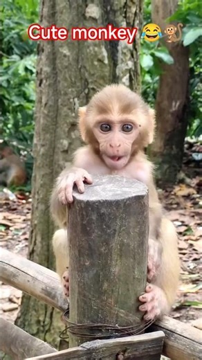 Cute monkey 😂🐒 | monkey video #shorts