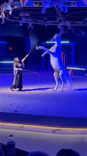 Today We Went To See The Dancing Horse Show!