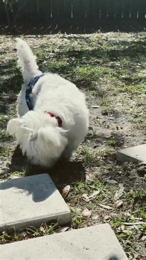 Scotty wearing his diaper !! #dog #pets #shorts #funny #reels