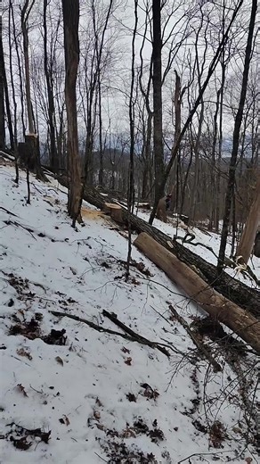 #fox lumber #wv logger