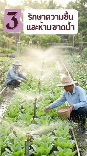 4 เทคนิคปลูกผักกาดขาวให้เหลือกินในหน้าร้อน #anndagarden #แอนดาการ์เด้น #ผักกาดขาว #ปลูกผักกาดขาว