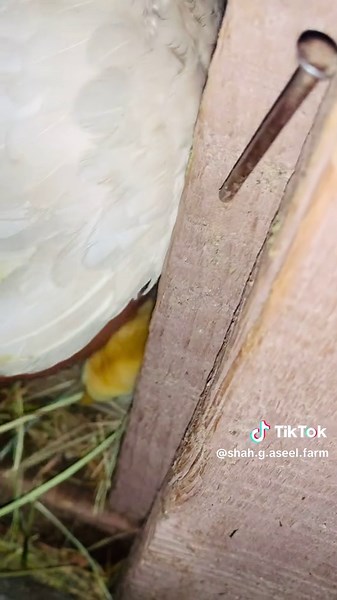 Aseel Murgh Lovers Pakistan