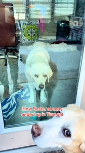 Buster’s up to chaos. | Buster's World