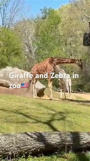Giraffe and Zebra in zoo🇺🇸