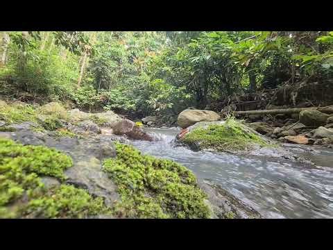 1 Hour Jungle River Sounds 🌿💧 | Relaxing Nature Ambience for Sleep & Study