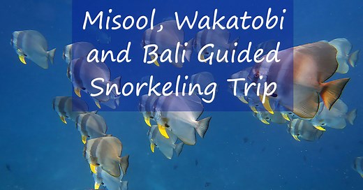 Extraordinary 19 Day Misool And Wakatobi Snorkeling Trip