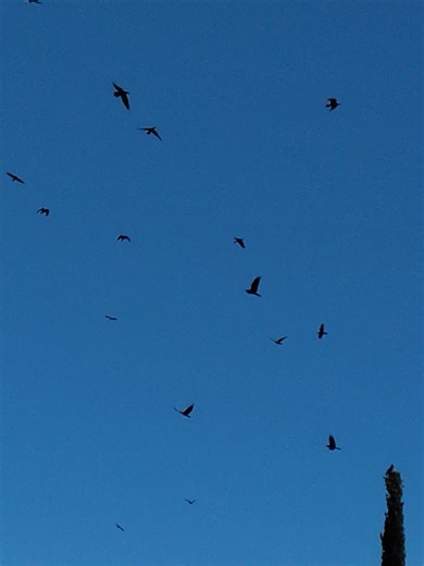 A bunch of crows flying around, what does this mean? #crows #birds #weird