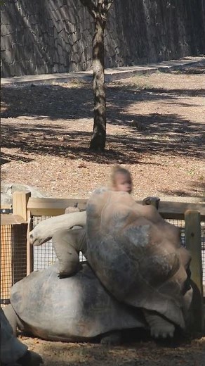 Male Galapagos Tortoise mating with a female at the Dallas Zoo pt 2