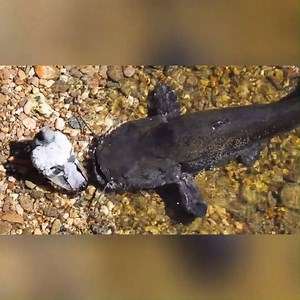 625K views · 9.8K reactions | El pez que caza palomas ️ Un pez siluro gigante acecha bajo el agua y sorprende al mundo al saltar para atrapar palomas en la orilla. Un depredador silencioso e implacable. | El Urrego | Facebook
