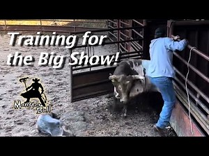 Training Young Bulls for the Big Show!
