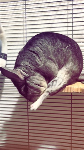 she’s a better human than i am, even though she’s not human at all #tumblraesthetic #2016 #chinchilla #fyp