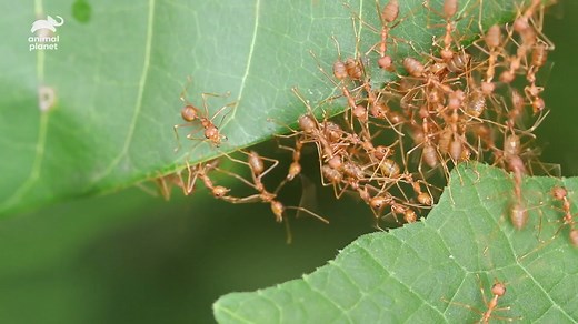 The reason why these army ants built this U-shaped bridge is astounding! #Solved | Animal Planet