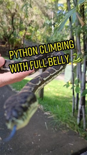 Python Climbs with Massive Prey! 🐍